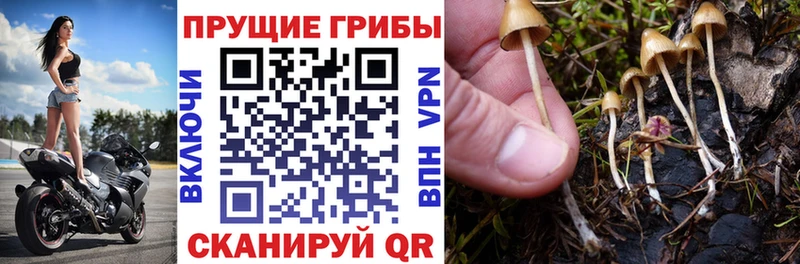 Псилоцибиновые грибы ЛСД shop официальный сайт Урус-Мартан